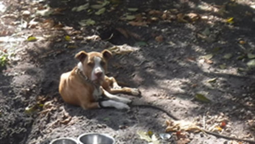 BOB, an adoptable American Bulldog in Miami, FL