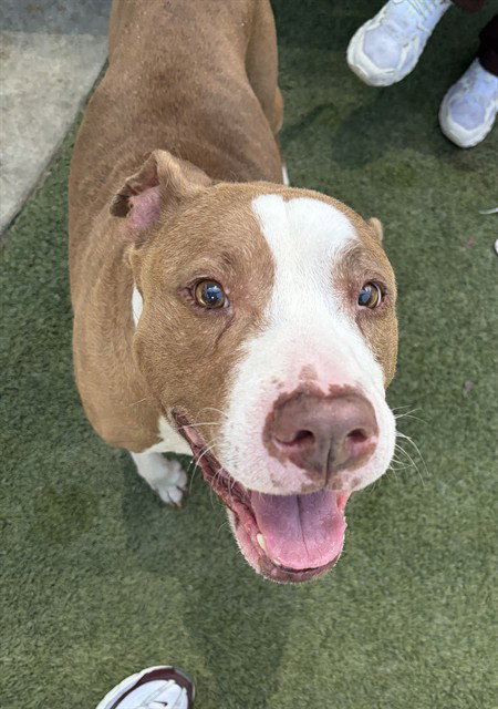 DENNIS - American Bulldog available for adoption