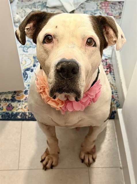 LUCY, an adoptable American Bulldog in Miami, FL