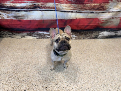 BULLET, an adoptable French Bulldog in Miami, FL