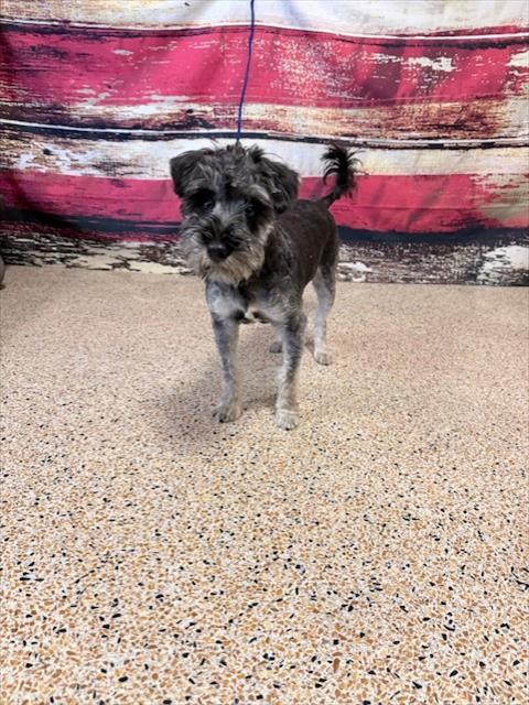 NATHANIEL, an adoptable Schnauzer in Miami, FL