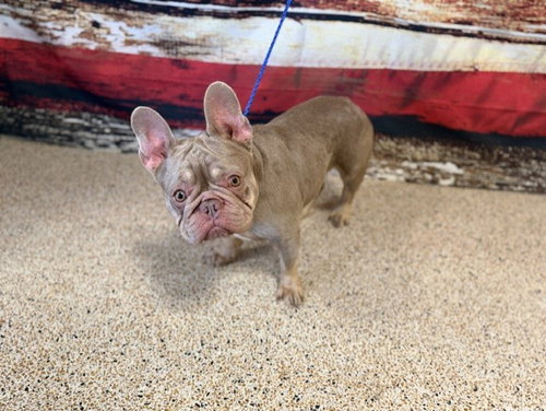 WHISKY, an adoptable French Bulldog in Miami, FL