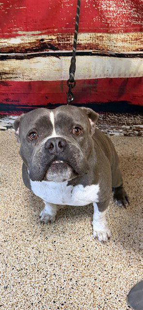 DASH, an adoptable American Bulldog in Miami, FL