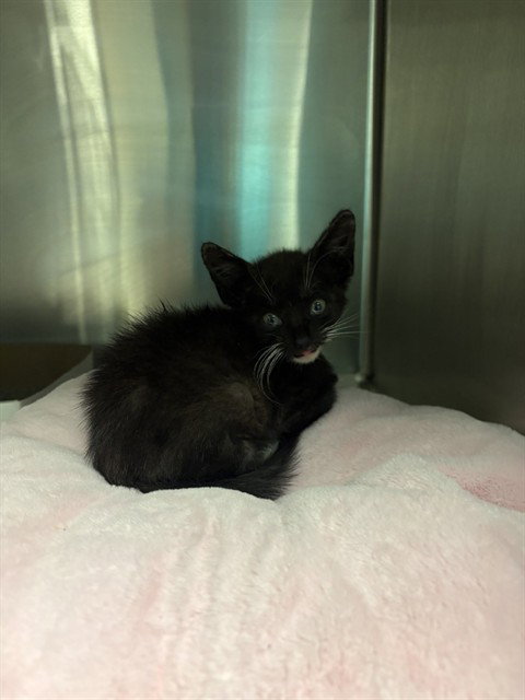 POPPY, an adoptable Domestic Short Hair in Miami, FL