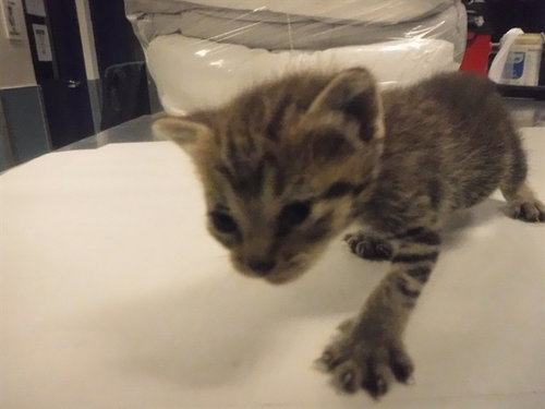 MIMI, an adoptable Domestic Short Hair in Miami, FL