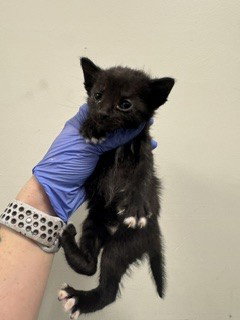 SPROUT, Baby Domestic Short Hair (medium coat), cat for adoption in Aventura, Florida