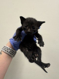 YETI, an adoptable Domestic Short Hair in Miami, FL