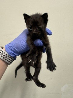ONYX, Baby Domestic Short Hair (medium coat), cat for adoption in Aventura, Florida