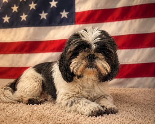 AMY, an adoptable Shih Tzu in Miami, FL
