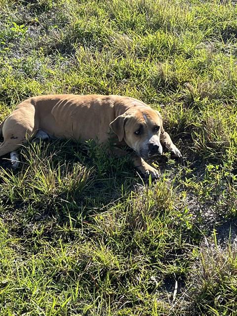 BRUNO, an adoptable Terrier in Miami, FL