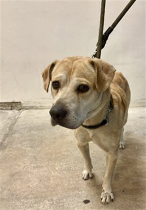 FLOWER, an adoptable Labrador Retriever in Miami, FL
