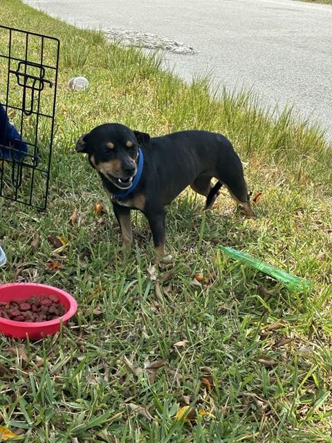 GIGI, an adoptable Miniature Pinscher in Miami, FL