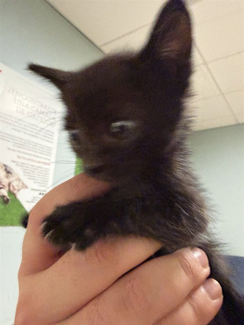 TOM, an adoptable Domestic Short Hair in Miami, FL