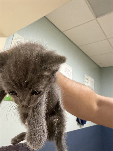 TINA, Baby Domestic Short Hair (medium coat), cat for adoption in Aventura, Florida