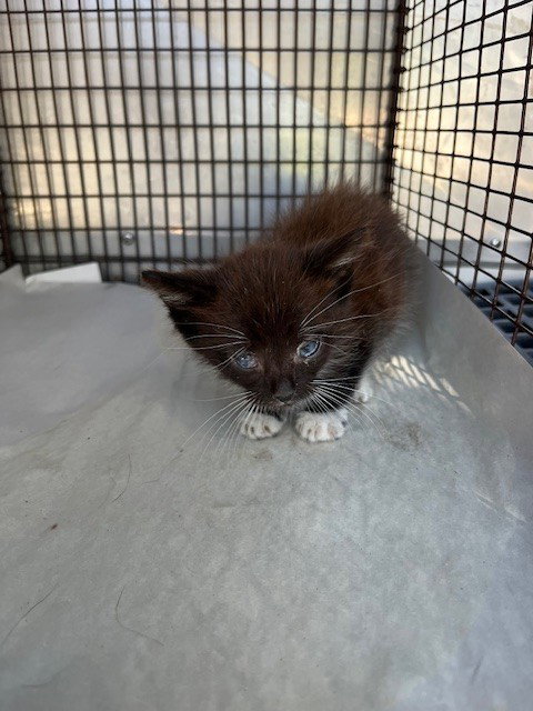 BABY BOY, Baby Domestic Short Hair (medium coat), cat for adoption in Aventura, Florida