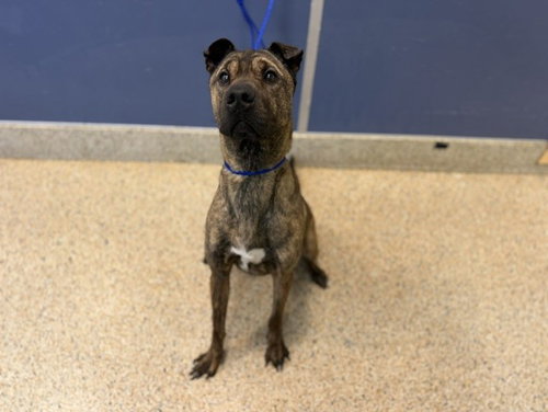 BELLA SERPA, an adoptable Chinese Shar-Pei in Miami, FL