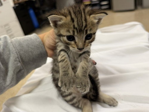 KIT 1, an adoptable Domestic Short Hair in Miami, FL