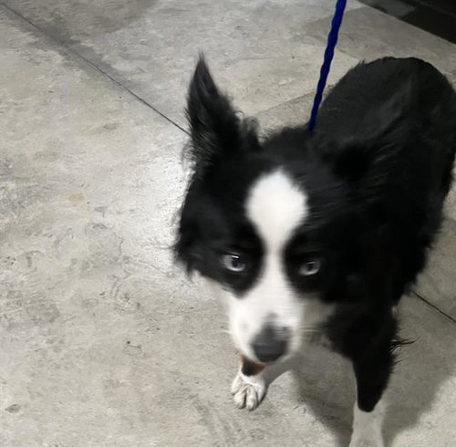 RANDY, an adoptable Australian Shepherd in Miami, FL