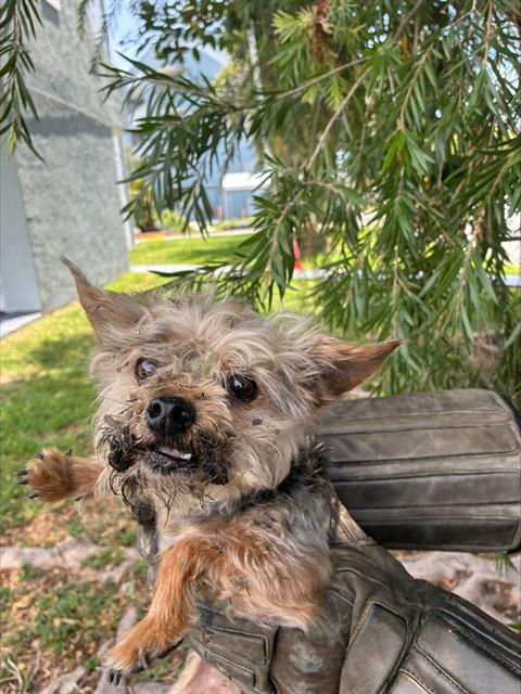 JOJO, an adoptable Yorkshire Terrier Yorkie in Miami, FL