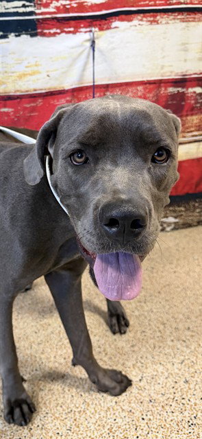 DORIS, an adoptable Cane Corso Mastiff in Miami, FL