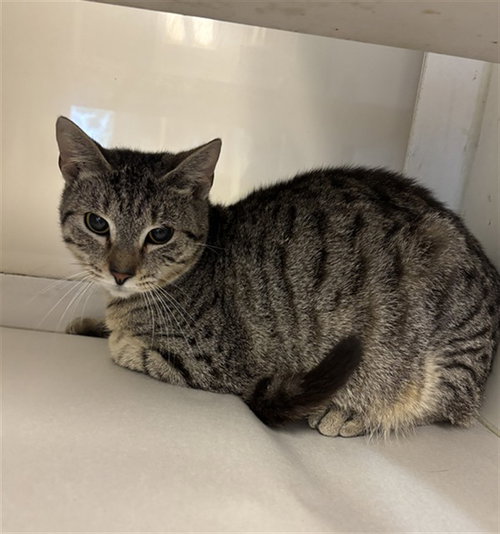 BEAU, Young Domestic Short Hair (medium coat), cat for adoption in North Lauderdale, Florida