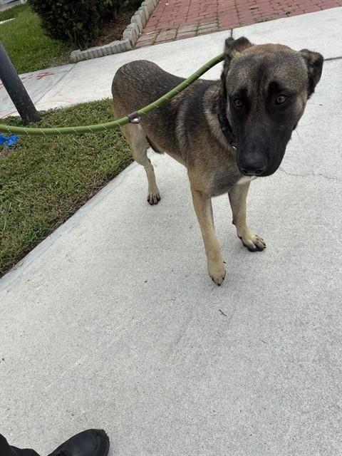 BILLY, an adoptable German Shepherd Dog in Miami, FL