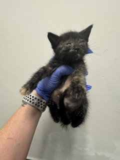 MIMI, an adoptable Domestic Short Hair in Miami, FL