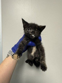 MIMI, Baby Domestic Short Hair (medium coat), cat for adoption in Hialeah, Florida