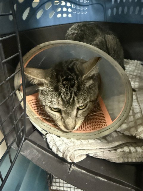 HOPPER, an adoptable Domestic Short Hair in Miami, FL