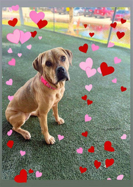JILLY BEAN, an adoptable Mastiff in Miami, FL