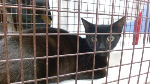 TILLY, an adoptable Domestic Short Hair in Miami, FL