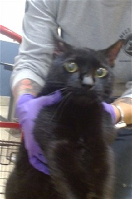 SALMON, an adoptable Domestic Short Hair in Miami, FL