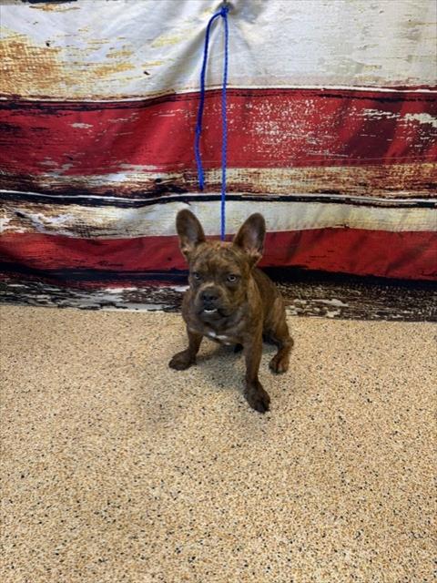 LUCIANO, an adoptable French Bulldog in Miami, FL