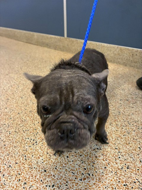 GRIZZY, an adoptable French Bulldog in Miami, FL
