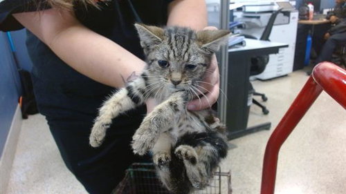 APPLES, an adoptable Domestic Short Hair in Miami, FL