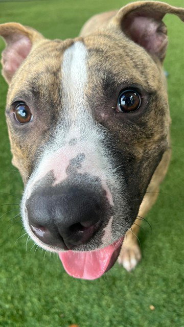 Gus, American Bulldog / Mixed (medium coat)