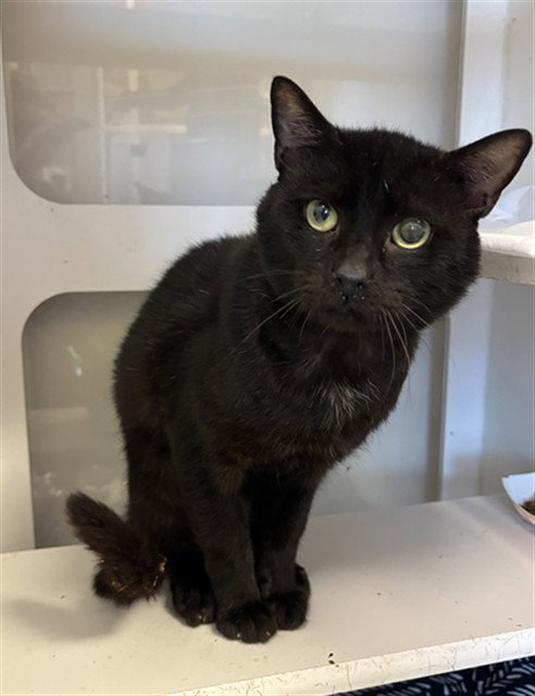 ROCK, Young Domestic Short Hair (medium coat), cat for adoption in Lauderhill, Florida