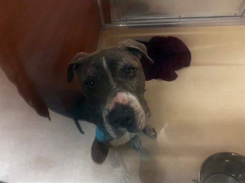 MAX, an adoptable Bulldog in Miami, FL