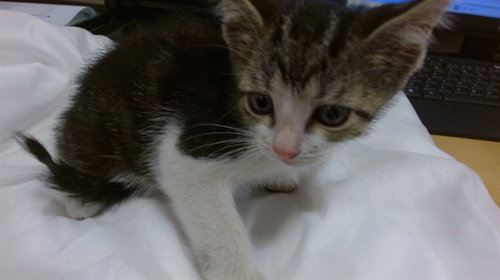 GADGET, an adoptable Domestic Short Hair in Miami, FL