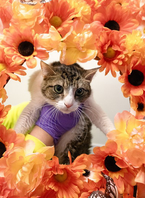 FROSTY, Adult Domestic Short Hair (medium coat), cat for adoption in Aventura, Florida