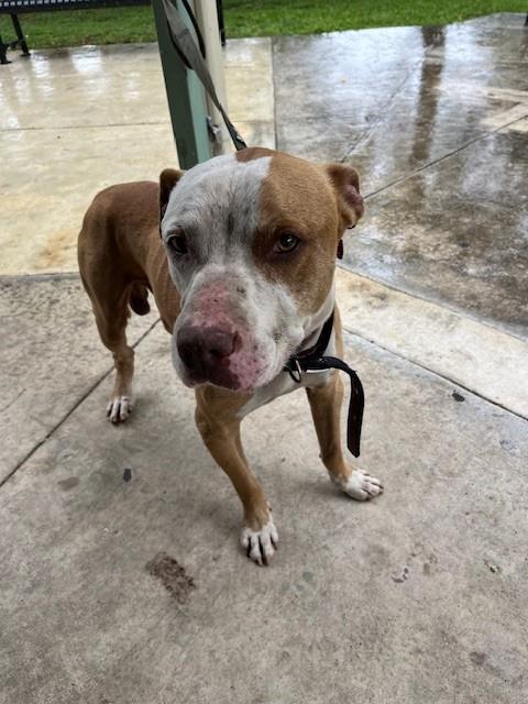 DUANTE, an adoptable American Bulldog in Miami, FL