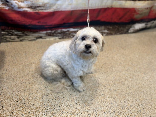 NEMO, an adoptable Maltese in Miami, FL