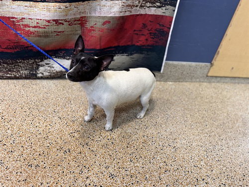 JACK, an adoptable Jack Russell Terrier in Miami, FL