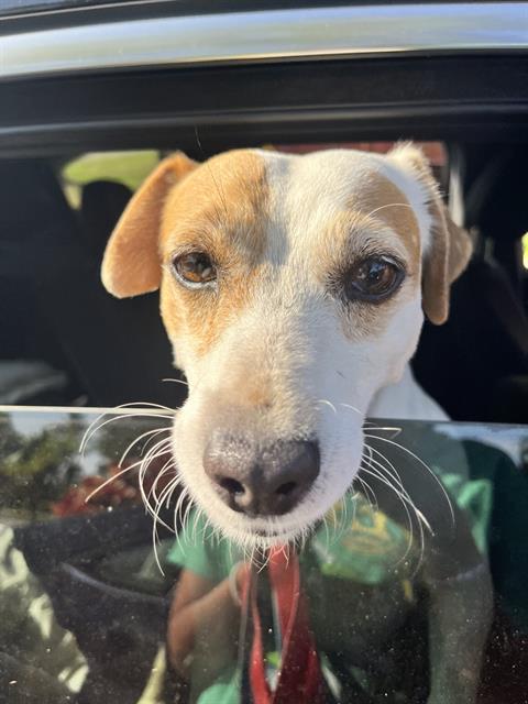 CHOTO, an adoptable Jack Russell Terrier in Miami, FL
