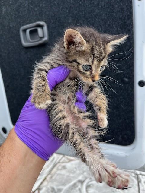 N, an adoptable Domestic Short Hair in Miami, FL