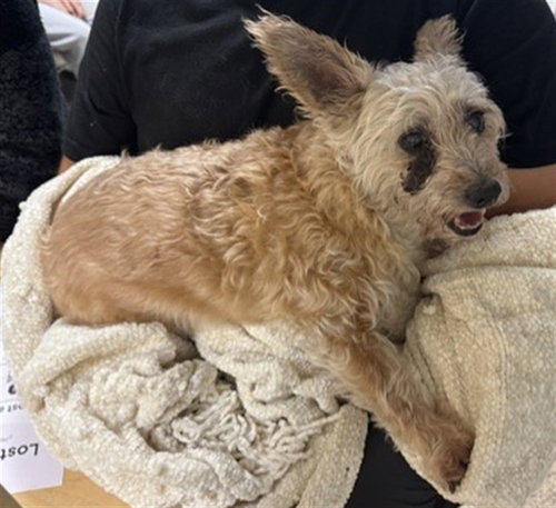 BABY, an adoptable Cairn Terrier in Miami, FL
