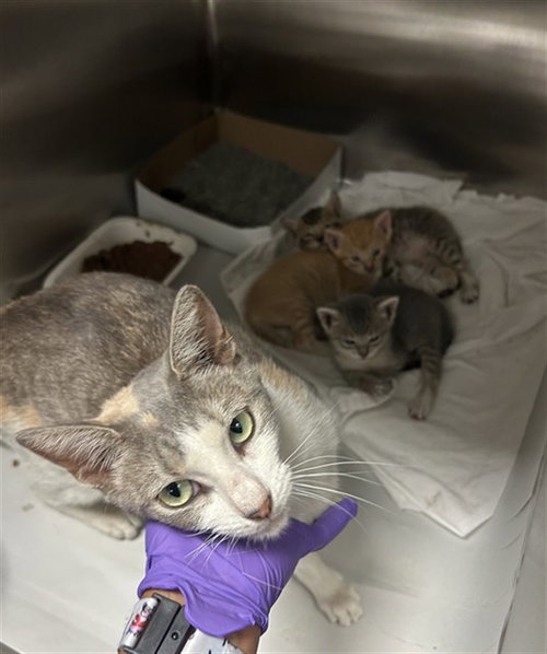 LIBI, an adoptable Domestic Short Hair in Miami, FL