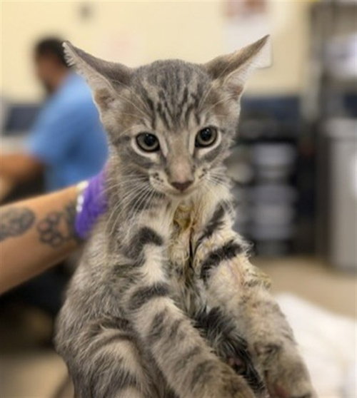 CHINO, an adoptable Domestic Short Hair in Miami, FL
