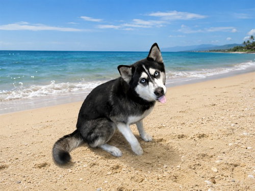 LOBA