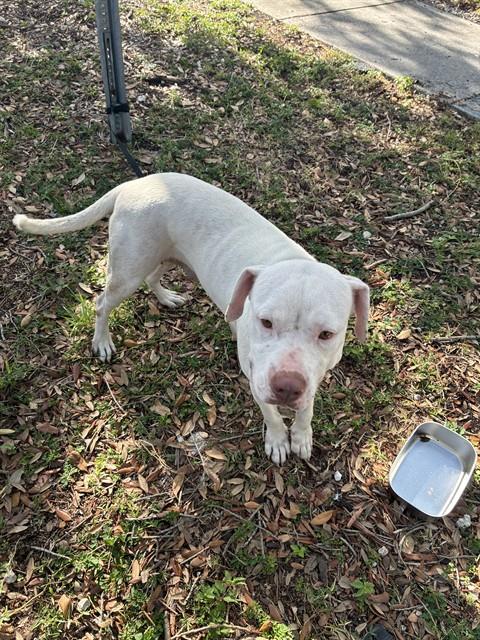 LANA, an adoptable American Bulldog in Miami, FL